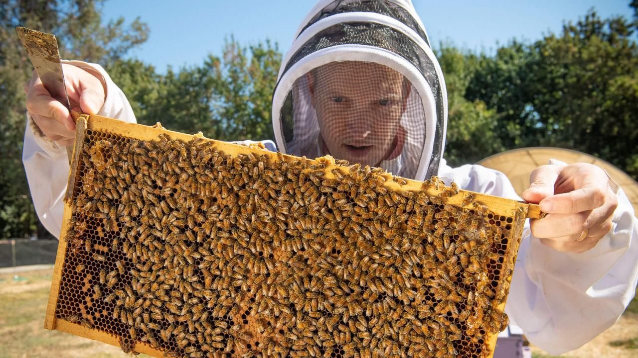 سم النحل يساعد على التخفيف من أعراض السكري 